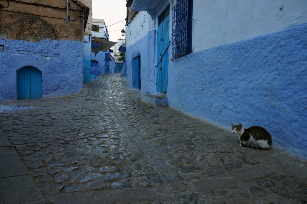 chefchaouen or known as the blue city. A great place for photos... especially of cats!