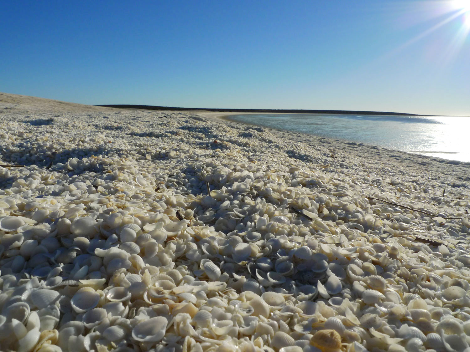 Shell Beach Western Australia